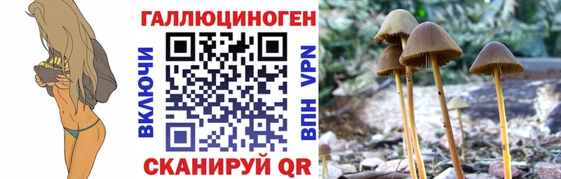 Купить  Болхов  Псилоцибиновые грибы Psilocybine cubensis 